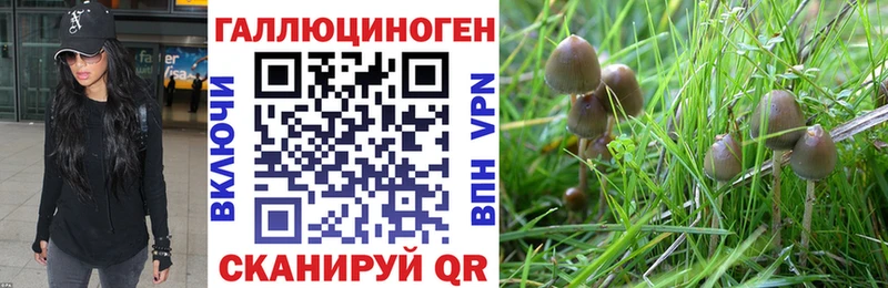 Галлюциногенные грибы Psilocybine cubensis  Медногорск 